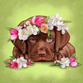 Chocolate Labrador