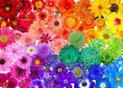 Rainbow Flower Power